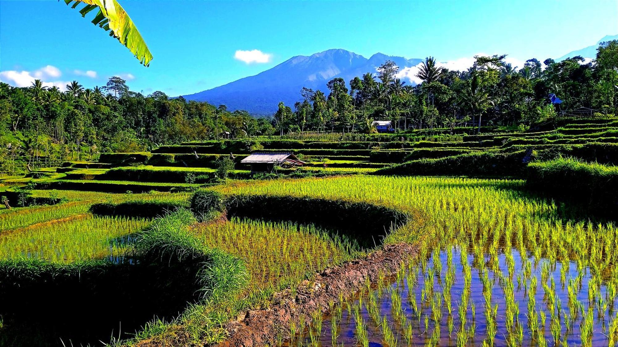 Ariel Bungalow Tetebatu Esterno foto