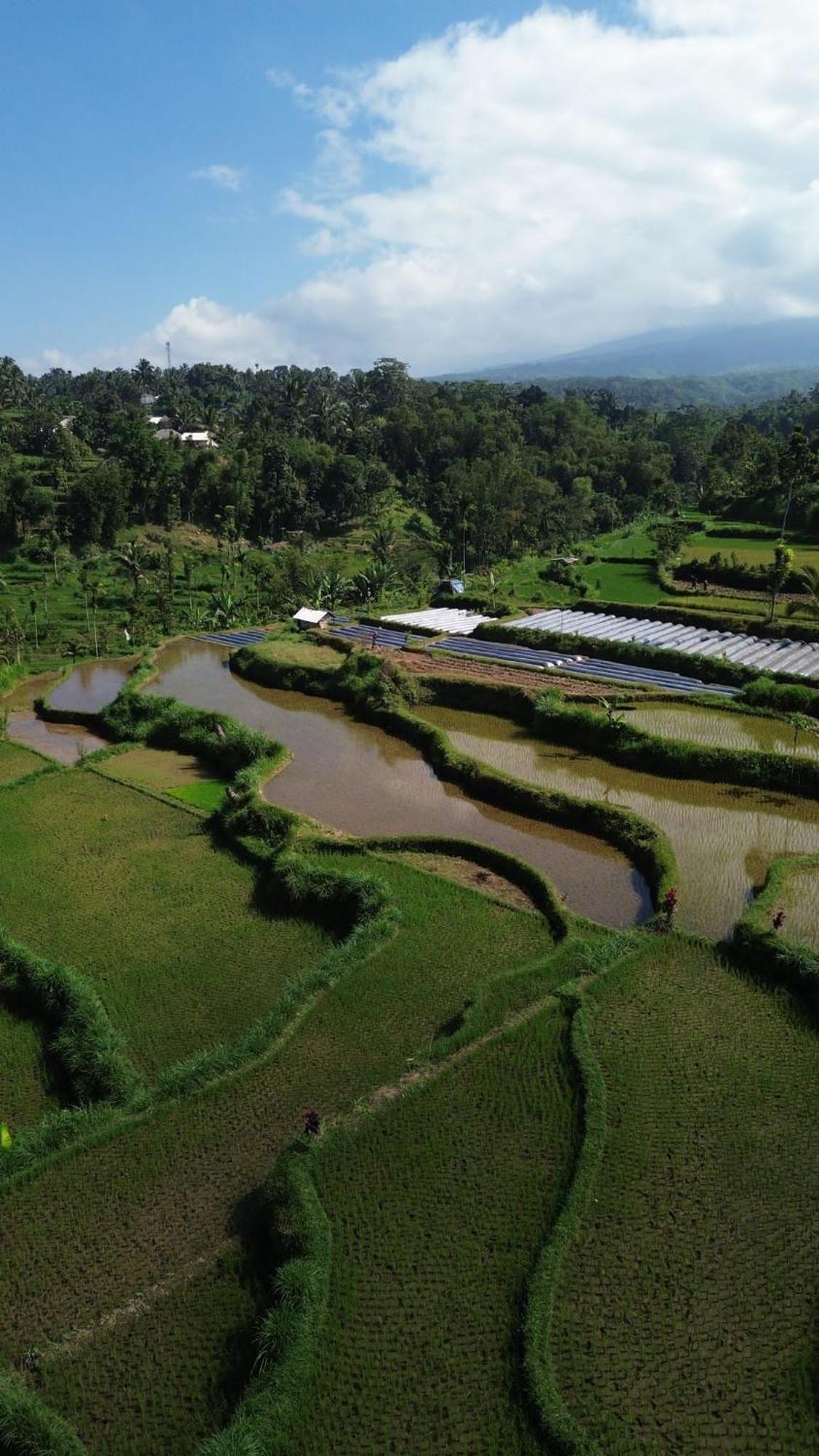 Ariel Bungalow Tetebatu Esterno foto