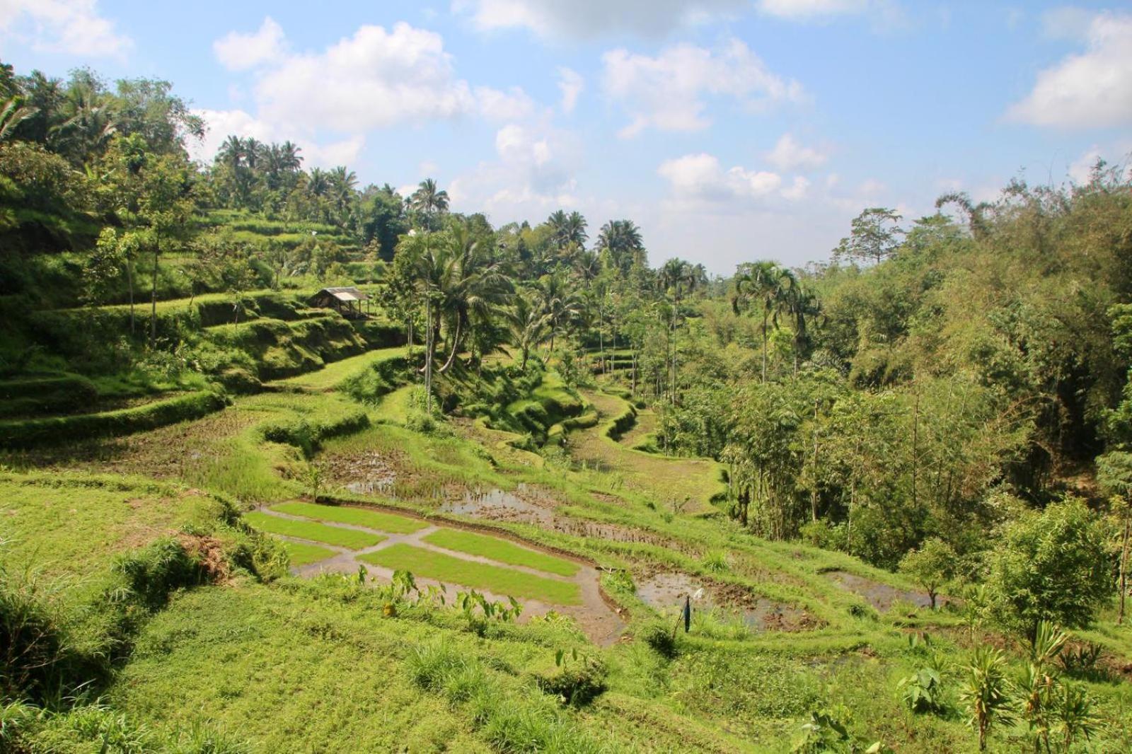 Ariel Bungalow Tetebatu Esterno foto